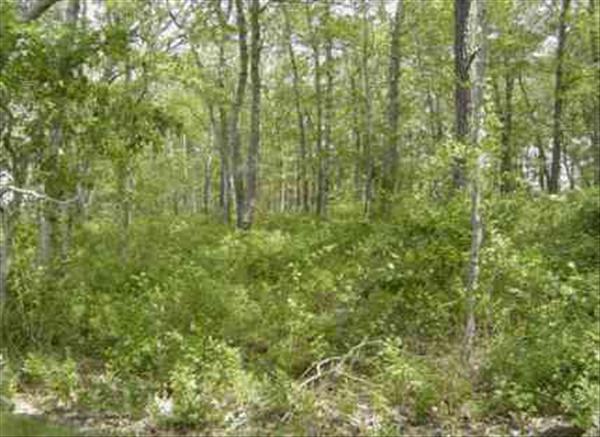 wooded lot