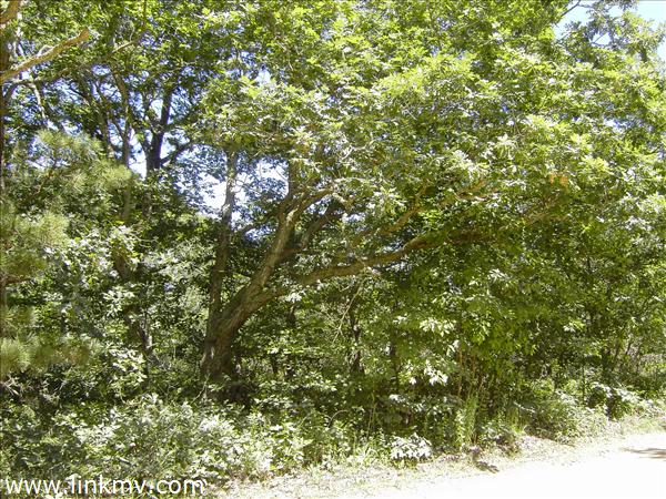 Nicely wooded