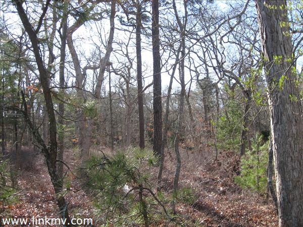WOODED PRIVATE LOT!