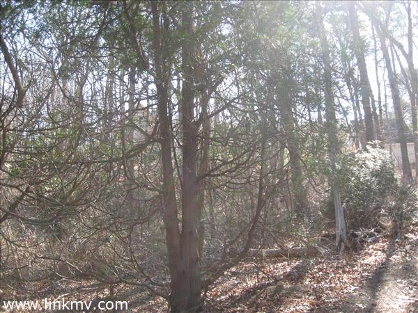 Wooded Private Lot!