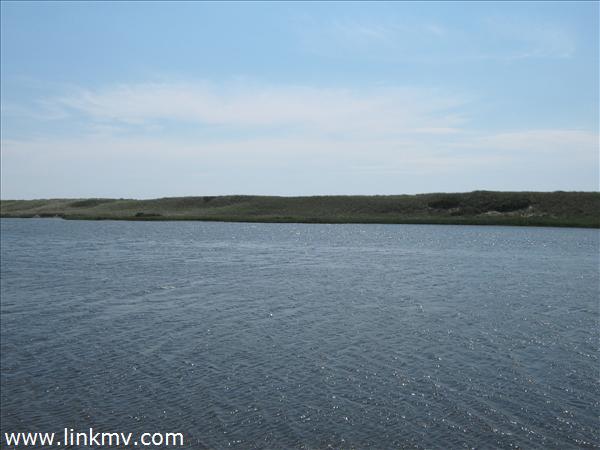 Pond View