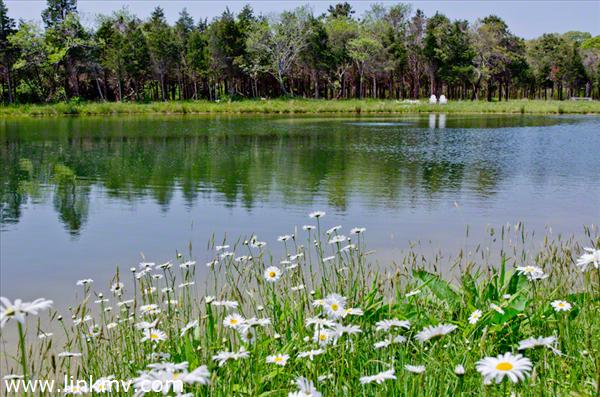The Peacfeul Setting Of Noras Meadow With Its Bucolic Ponds