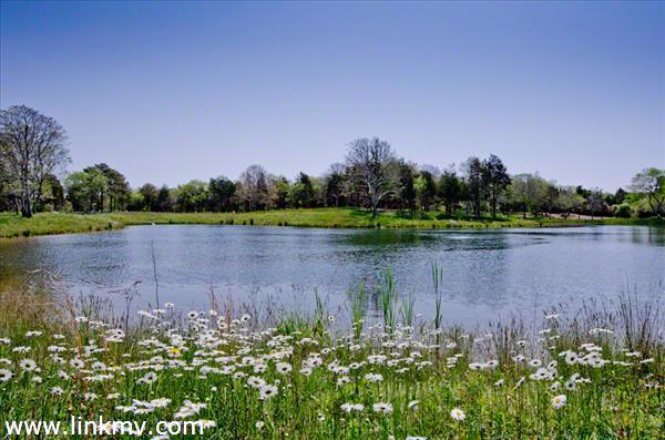 Pond Views