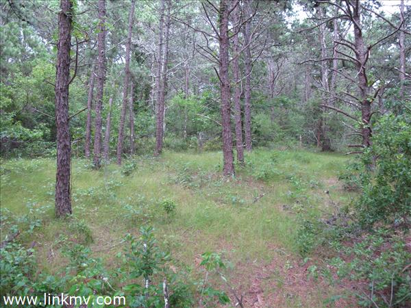 Pine dappled meadow