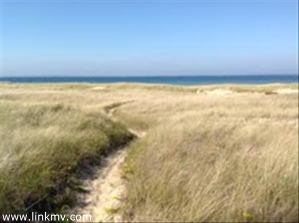 Majestic grasses on path to the water